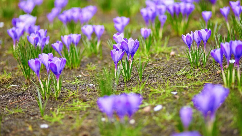 Mois de mars Mois de la violette Mois de mars : Mois de la violette